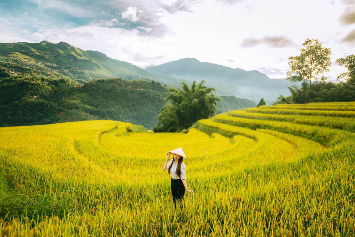 Golden terraced rice fields in Sapa during September